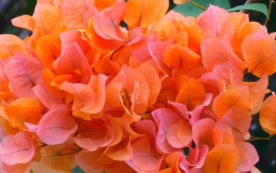 久しぶりのスライド蓋箱