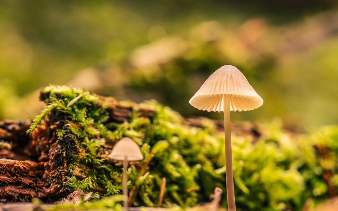 まだ続くかも…しれません