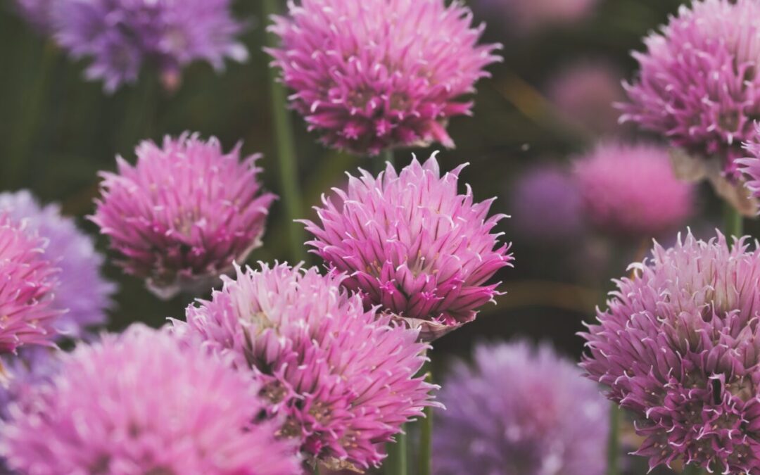 久しぶりの風邪モード