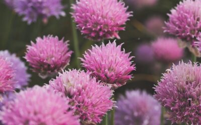 久しぶりの風邪モード